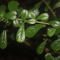 Ehretia microphylla Lam.